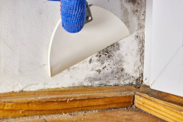  Vista Center, NJ Mold Removal Pros